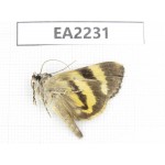 Noctuidae sp. China,  Guizhou, Bijie area, Dafang county. 1Pcs. EA2231.
