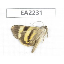 Noctuidae sp. China,  Guizhou, Bijie area, Dafang county. 1Pcs. EA2231.