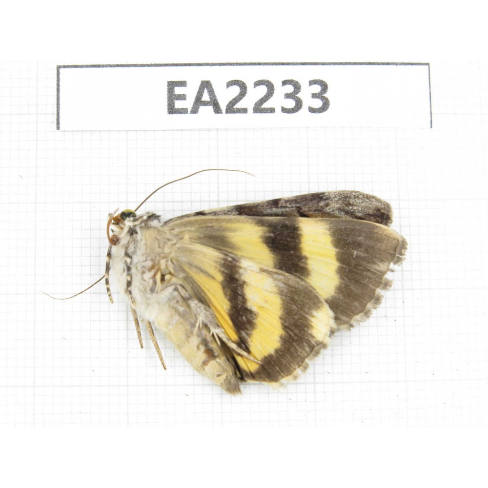 Noctuidae sp. China,  Guizhou, Bijie area, Dafang county. 1Pcs. EA2233.