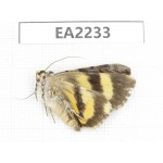 Noctuidae sp. China,  Guizhou, Bijie area, Dafang county. 1Pcs. EA2233.