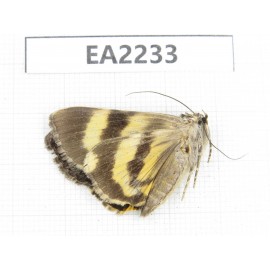 Noctuidae sp. China,  Guizhou, Bijie area, Dafang county. 1Pcs. EA2233.