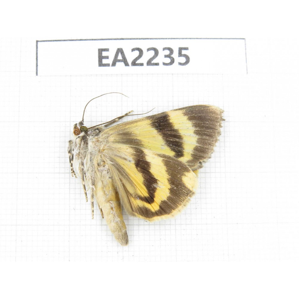 Noctuidae sp. China,  Guizhou, Bijie area, Dafang county. 1Pcs. EA2235.