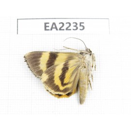 Noctuidae sp. China,  Guizhou, Bijie area, Dafang county. 1Pcs. EA2235.