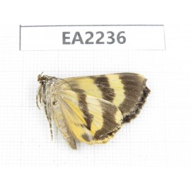 Noctuidae sp. China,  Guizhou, Bijie area, Dafang county. 1Pcs. EA2236.
