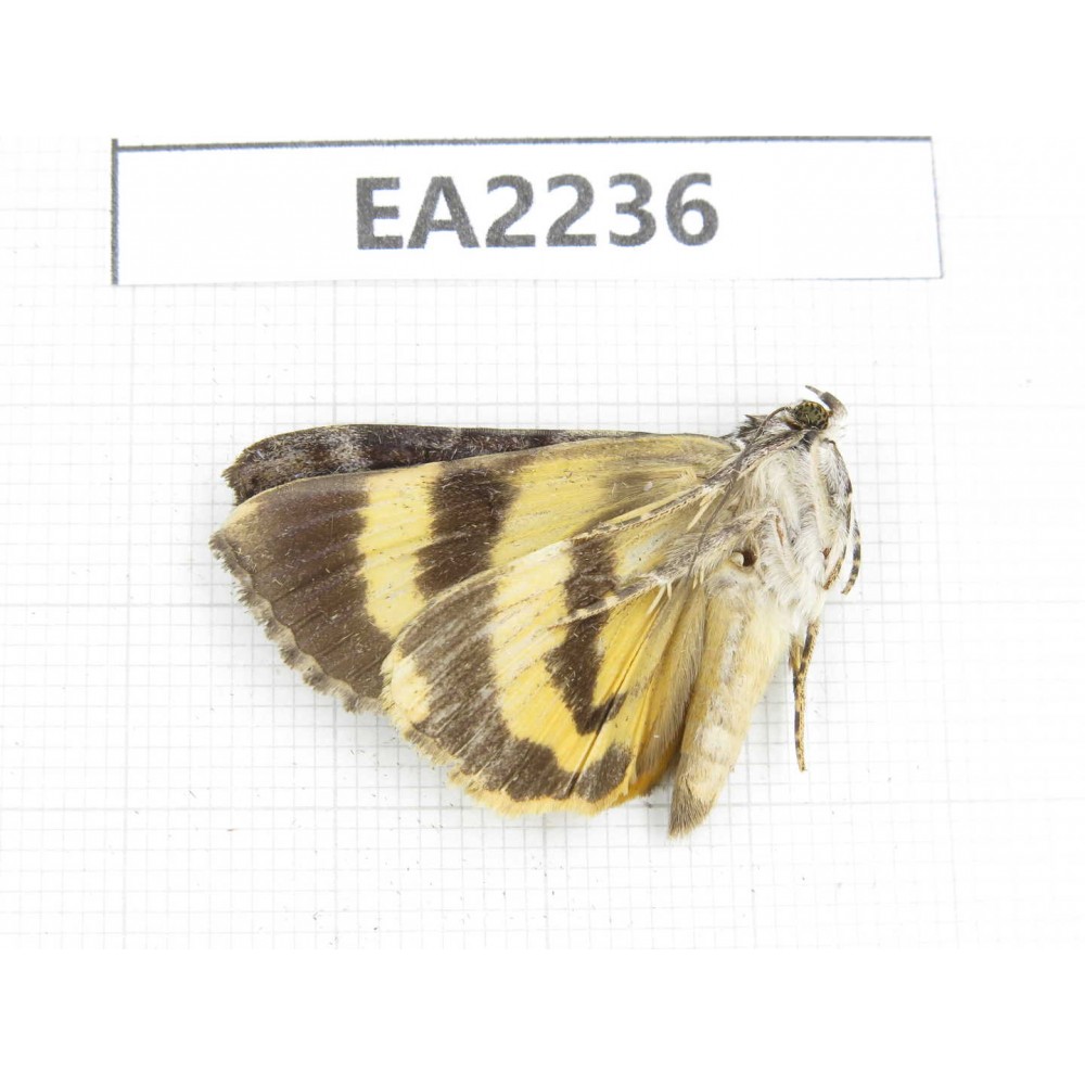 Noctuidae sp. China,  Guizhou, Bijie area, Dafang county. 1Pcs. EA2236.