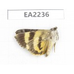 Noctuidae sp. China,  Guizhou, Bijie area, Dafang county. 1Pcs. EA2236.