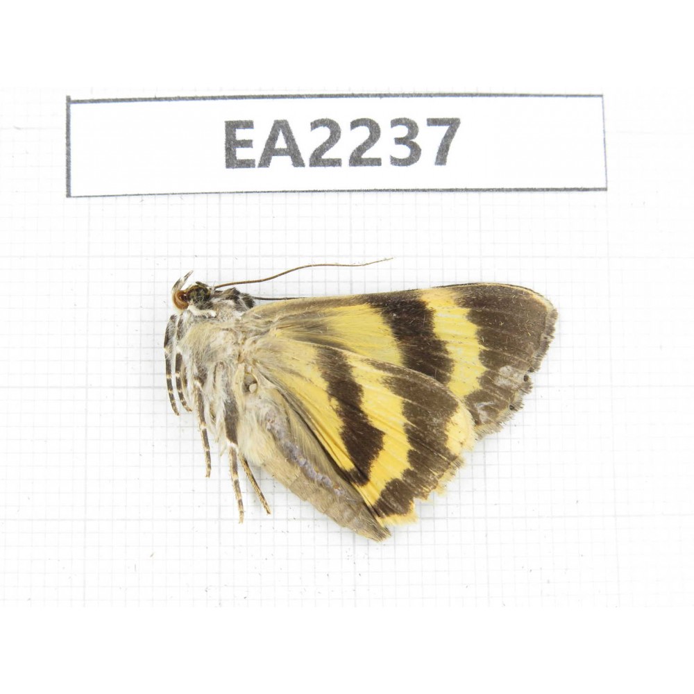 Noctuidae sp. China,  Guizhou, Bijie area, Dafang county. 1Pcs. EA2237.