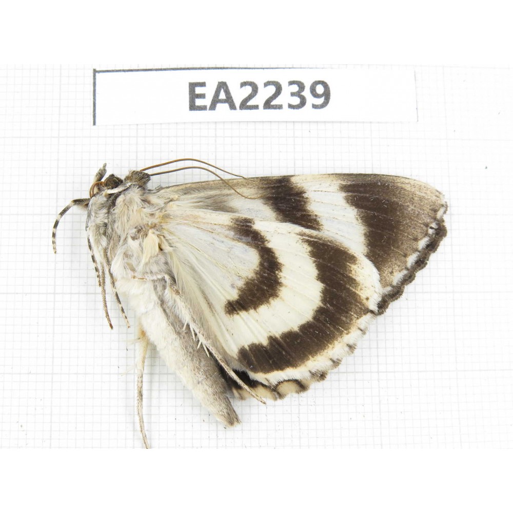 Noctuidae sp. China,  Inner Mongolia, Hulunbeier, Mt.Daxinganling. 1Pcs. EA2239.