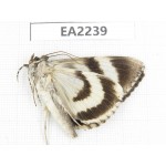 Noctuidae sp. China,  Inner Mongolia, Hulunbeier, Mt.Daxinganling. 1Pcs. EA2239.