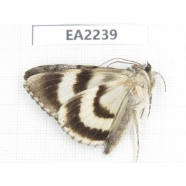 Noctuidae sp. China,  Inner Mongolia, Hulunbeier, Mt.Daxinganling. 1Pcs. EA2239.