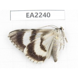 Noctuidae sp. China,  Inner Mongolia, Hulunbeier, Mt.Daxinganling. 1Pcs. EA2240.