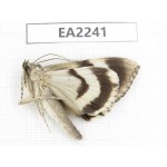 Noctuidae sp. China,  Inner Mongolia, Hulunbeier, Mt.Daxinganling. 1Pcs. EA2241.