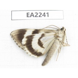 Noctuidae sp. China,  Inner Mongolia, Hulunbeier, Mt.Daxinganling. 1Pcs. EA2241.
