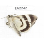 Noctuidae sp. China,  Inner Mongolia, Hulunbeier, Mt.Daxinganling. 1Pcs. EA2242.