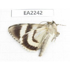 Noctuidae sp. China,  Inner Mongolia, Hulunbeier, Mt.Daxinganling. 1Pcs. EA2242.