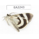 Noctuidae sp. China,  Inner Mongolia, Hulunbeier, Mt.Daxinganling. 1Pcs. EA2243.