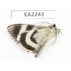 Noctuidae sp. China,  Inner Mongolia, Hulunbeier, Mt.Daxinganling. 1Pcs. EA2243.