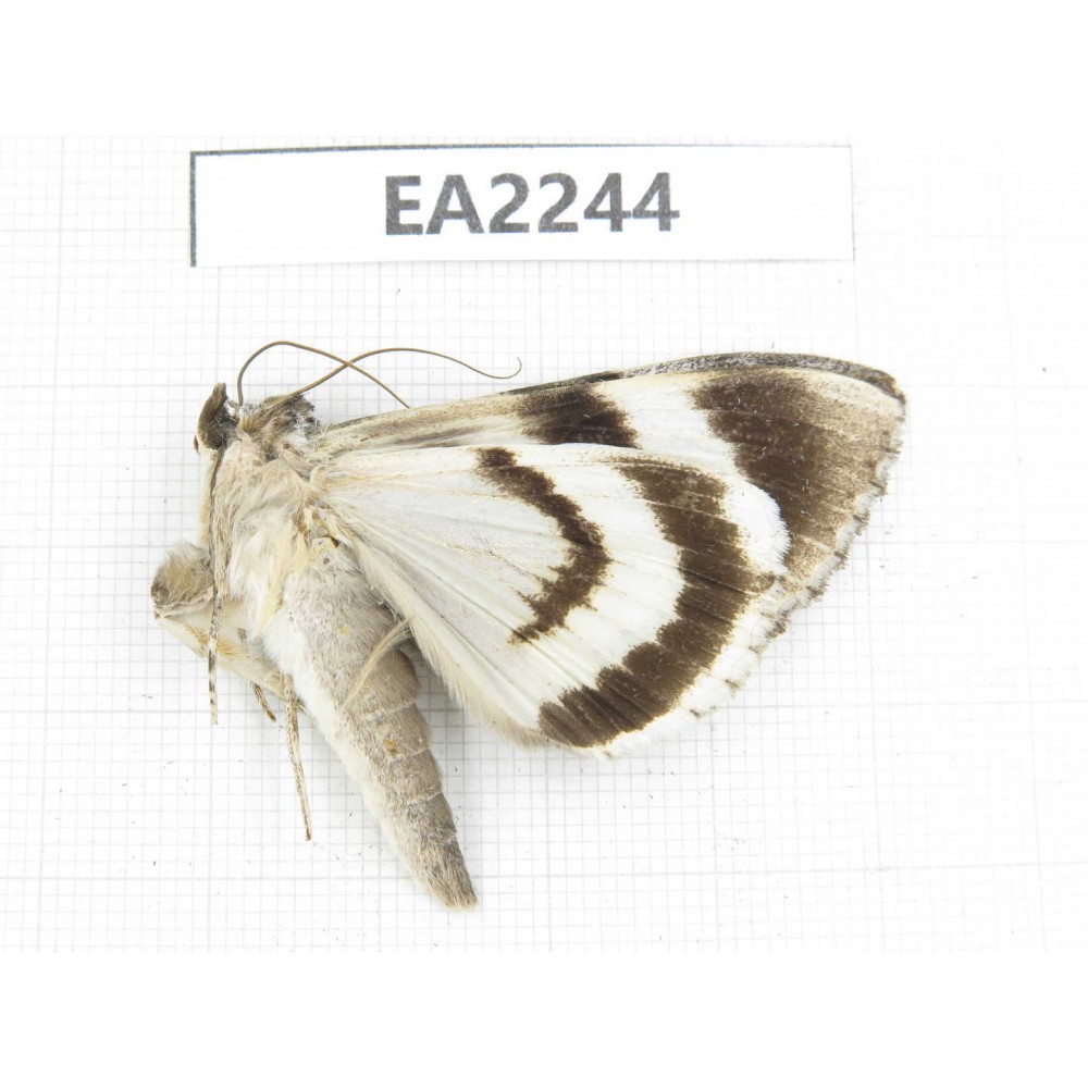 Noctuidae sp. China,  Inner Mongolia, Hulunbeier, Mt.Daxinganling. 1Pcs. EA2244.