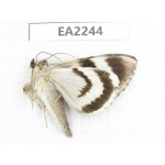 Noctuidae sp. China,  Inner Mongolia, Hulunbeier, Mt.Daxinganling. 1Pcs. EA2244.