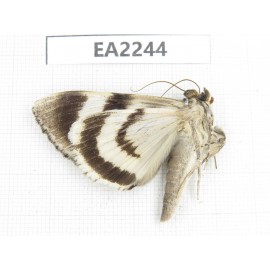 Noctuidae sp. China,  Inner Mongolia, Hulunbeier, Mt.Daxinganling. 1Pcs. EA2244.