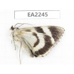 Noctuidae sp. China,  Inner Mongolia, Hulunbeier, Mt.Daxinganling. 1Pcs. EA2245.