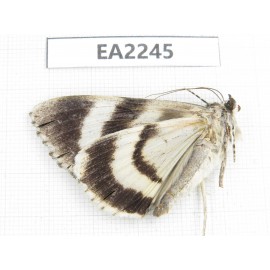 Noctuidae sp. China,  Inner Mongolia, Hulunbeier, Mt.Daxinganling. 1Pcs. EA2245.