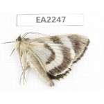 Noctuidae sp. China,  Inner Mongolia, Hulunbeier, Mt.Daxinganling. 1Pcs. EA2247.