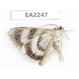 Noctuidae sp. China,  Inner Mongolia, Hulunbeier, Mt.Daxinganling. 1Pcs. EA2247.