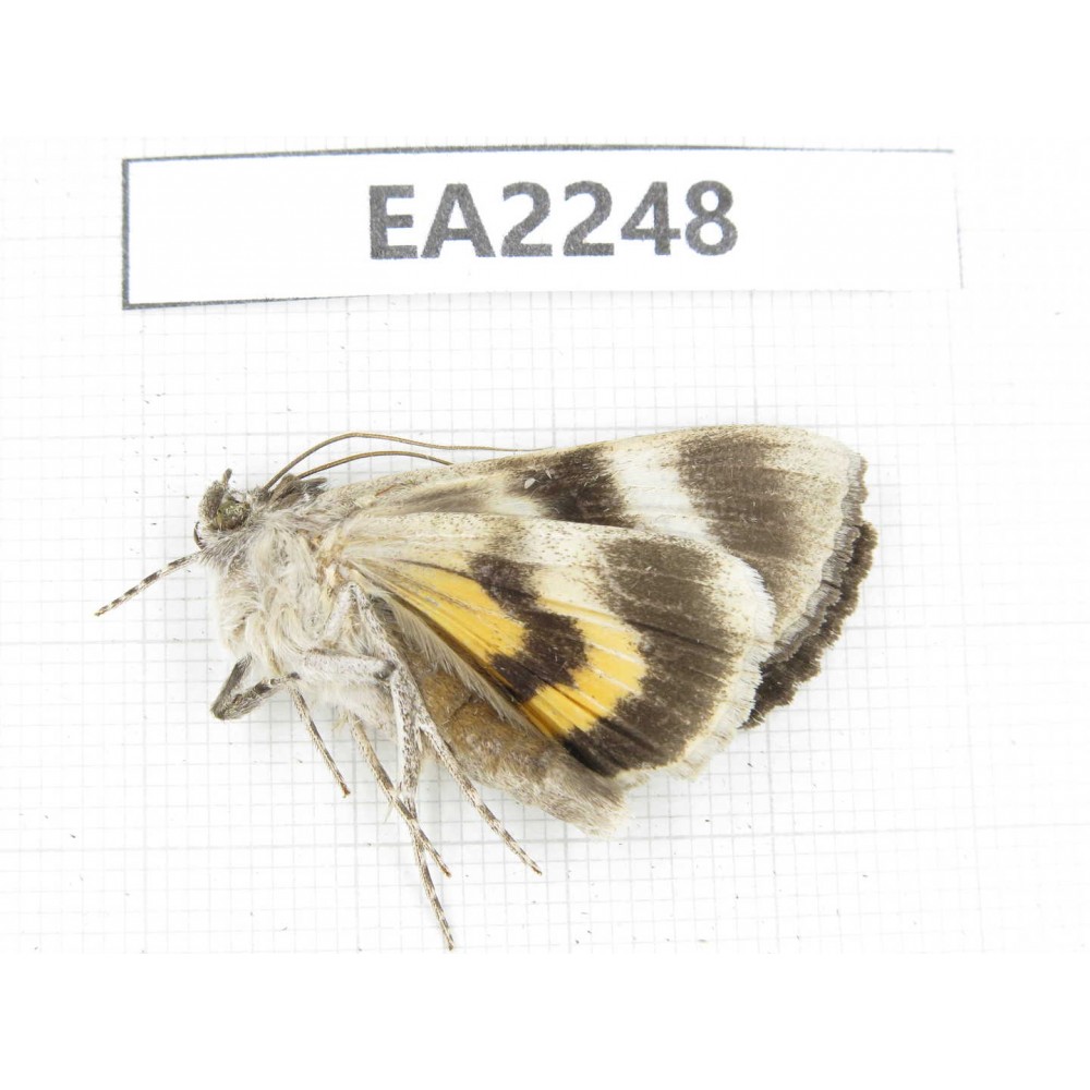 Noctuidae sp. China,  Inner Mongolia, Hulunbeier, Mt.Daxinganling. 1Pcs. EA2248.