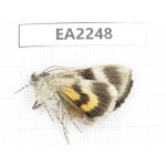 Noctuidae sp. China,  Inner Mongolia, Hulunbeier, Mt.Daxinganling. 1Pcs. EA2248.