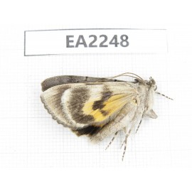 Noctuidae sp. China,  Inner Mongolia, Hulunbeier, Mt.Daxinganling. 1Pcs. EA2248.