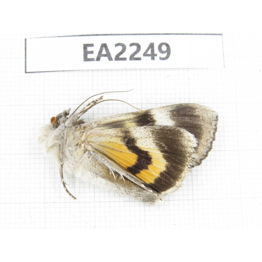 Noctuidae sp. China,  Inner Mongolia, Hulunbeier, Mt.Daxinganling. 1Pcs. EA2249.
