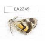 Noctuidae sp. China,  Inner Mongolia, Hulunbeier, Mt.Daxinganling. 1Pcs. EA2249.