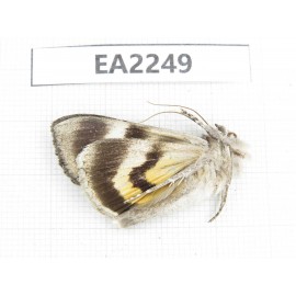 Noctuidae sp. China,  Inner Mongolia, Hulunbeier, Mt.Daxinganling. 1Pcs. EA2249.