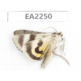 Noctuidae sp. China,  Inner Mongolia, Hulunbeier, Mt.Daxinganling. 1Pcs. EA2250.