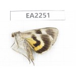 Noctuidae sp. China,  Inner Mongolia, Hulunbeier, Mt.Daxinganling. 1Pcs. EA2251.