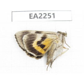 Noctuidae sp. China,  Inner Mongolia, Hulunbeier, Mt.Daxinganling. 1Pcs. EA2251.