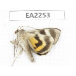 Noctuidae sp. China,  Inner Mongolia, Hulunbeier, Mt.Daxinganling. 1Pcs. EA2253.