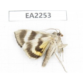 Noctuidae sp. China,  Inner Mongolia, Hulunbeier, Mt.Daxinganling. 1Pcs. EA2253.