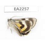 Noctuidae sp. China,  Inner Mongolia, Hulunbeier, Mt.Daxinganling. 1Pcs. EA2257.