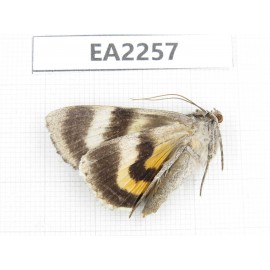 Noctuidae sp. China,  Inner Mongolia, Hulunbeier, Mt.Daxinganling. 1Pcs. EA2257.