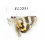 Noctuidae sp. China,  Inner Mongolia, Hulunbeier, Mt.Daxinganling. 1Pcs. EA2258.
