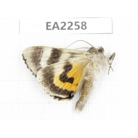 Noctuidae sp. China,  Inner Mongolia, Hulunbeier, Mt.Daxinganling. 1Pcs. EA2258.