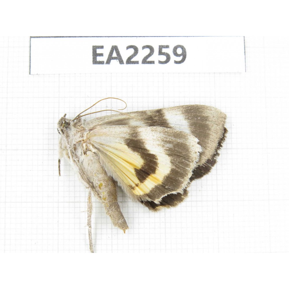 Noctuidae sp. China,  Inner Mongolia, Hulunbeier, Mt.Daxinganling. 1Pcs. EA2259.