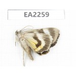 Noctuidae sp. China,  Inner Mongolia, Hulunbeier, Mt.Daxinganling. 1Pcs. EA2259.