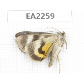 Noctuidae sp. China,  Inner Mongolia, Hulunbeier, Mt.Daxinganling. 1Pcs. EA2259.