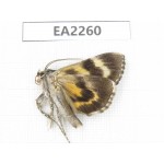 Noctuidae sp. China,  Inner Mongolia, Hulunbeier, Mt.Daxinganling. 1Pcs. EA2260.