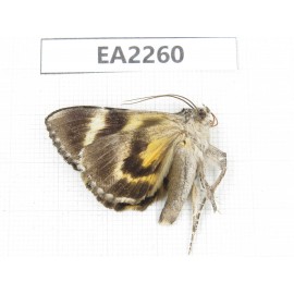 Noctuidae sp. China,  Inner Mongolia, Hulunbeier, Mt.Daxinganling. 1Pcs. EA2260.