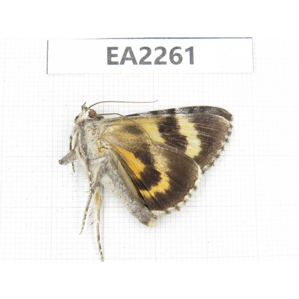 Noctuidae sp. China,  Inner Mongolia, Hulunbeier, Mt.Daxinganling. 1Pcs. EA2261.