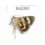 Noctuidae sp. China,  Inner Mongolia, Hulunbeier, Mt.Daxinganling. 1Pcs. EA2261.